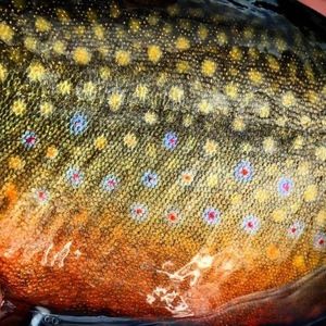 Meet your Posher, Colin